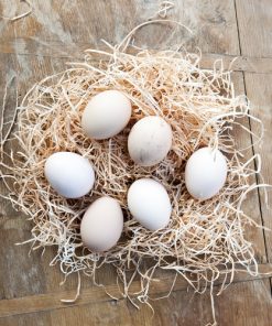 Grey Rooster Hatching Eggs