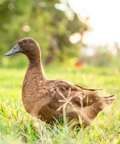 Khaki Campbell Duck