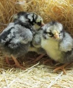 Silver Laced Wyandotte