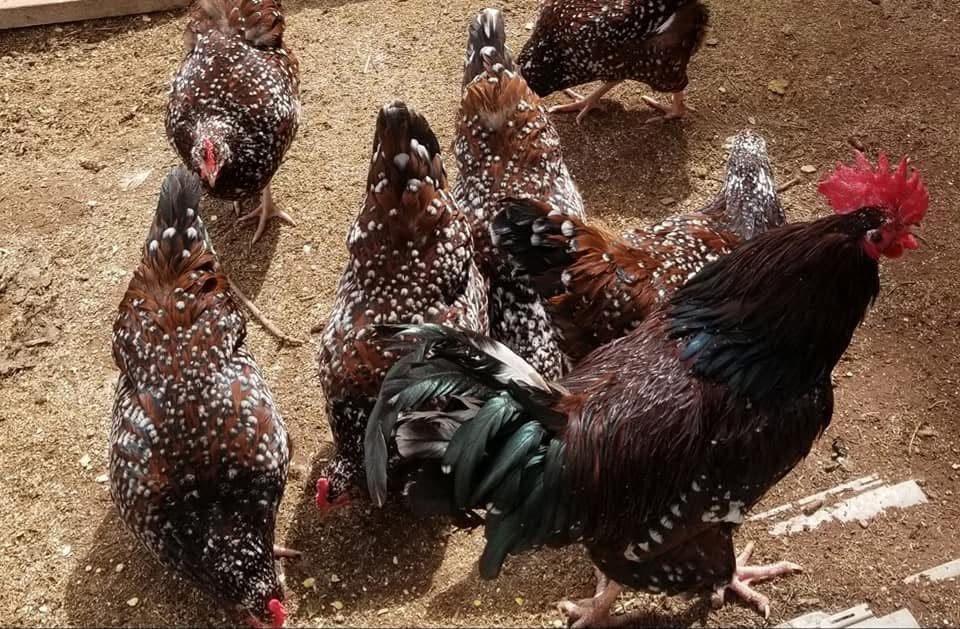 Willow Creek Poultry chickens in Texas