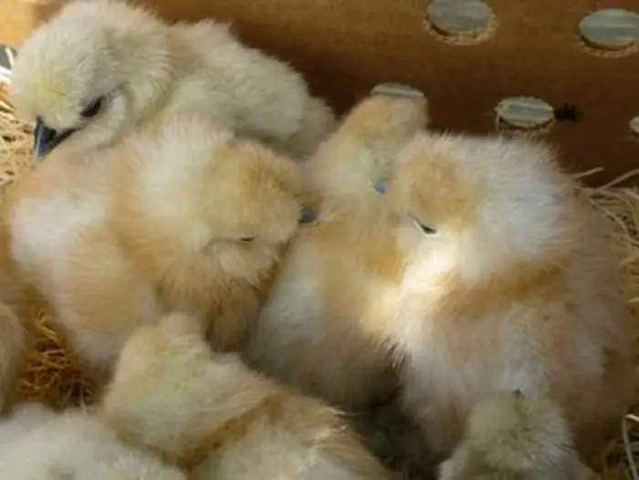 white silkie day old chicks for sale