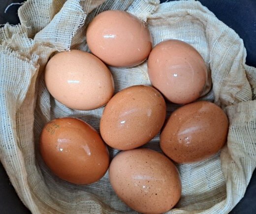 dominique chicken eggs for sale