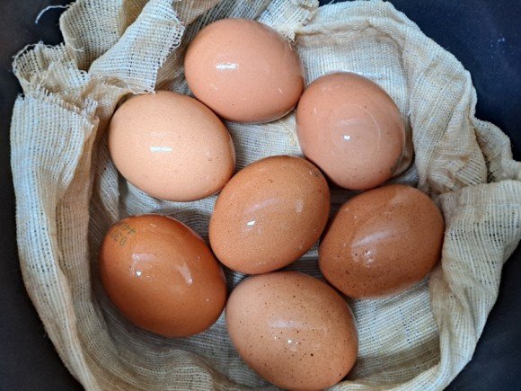 dominique chicken eggs for sale