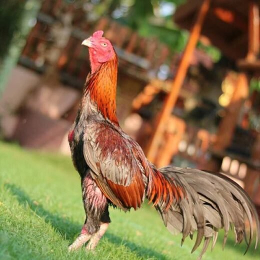 Buy purebred Gray and Orange gamefowl roosters