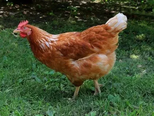 golden comet chickens for sale