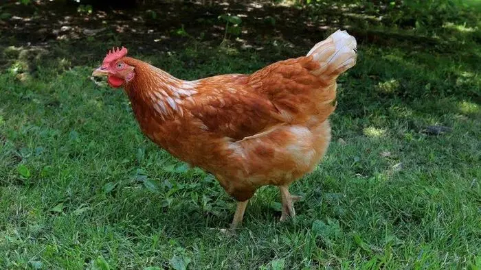 golden comet chickens for sale