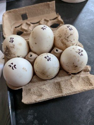 fertile White Crested duck hatching eggs