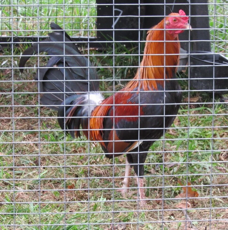 purebred Lacy Roundhead gamefowl roosters - Image 6