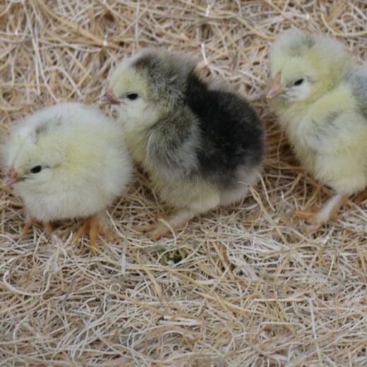 light brahma chicks for sale
