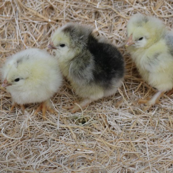 light brahma chicks for sale