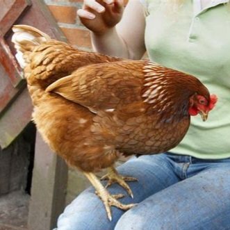 red star chickens for sale - Image 2