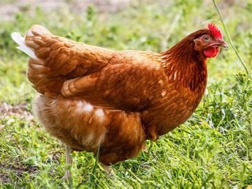 red star chickens for sale - Image 5