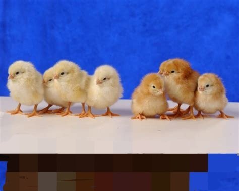 red star chickens for sale - Image 3
