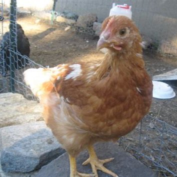red star chickens for sale - Image 4
