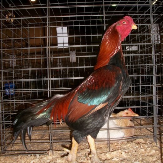 black breasted red aseel rooster for sale