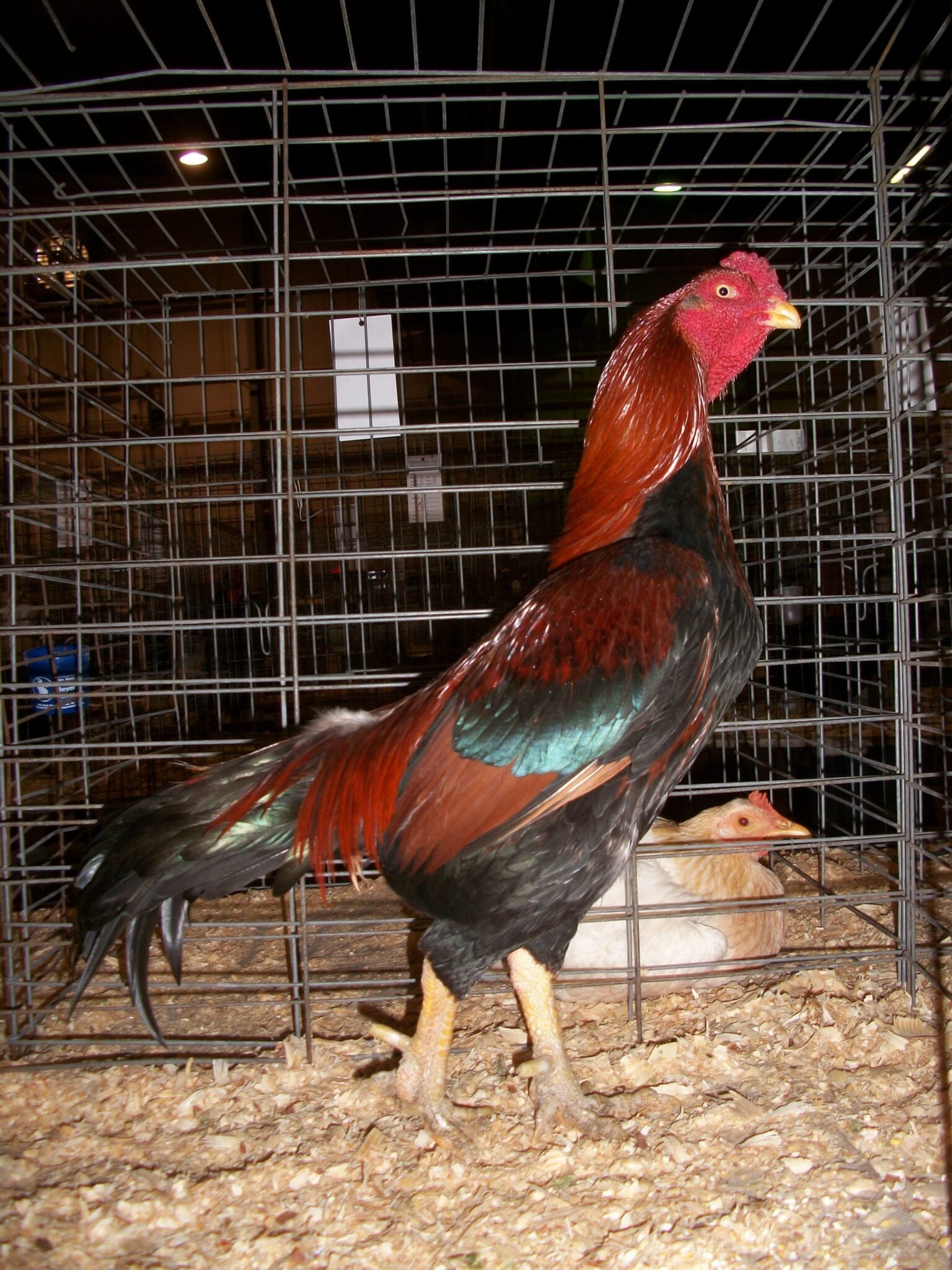 black breasted red aseel rooster for sale