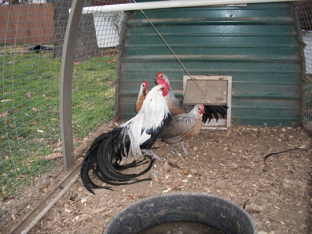 Pure Silver Duckwing Phoenix Rooster - Image 2