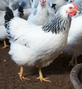 columbian rock hens for sale