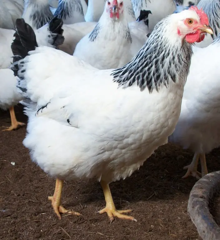 columbian rock hens for sale - Image 4