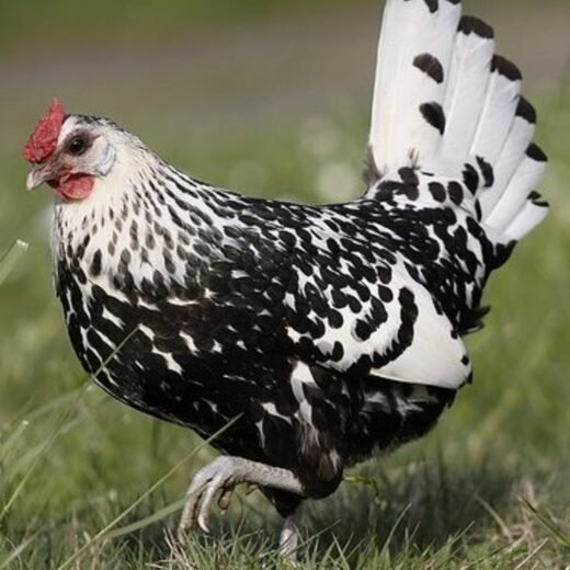 silver spangled hamburg for sale
