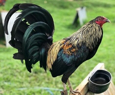 BIRCHEN STANDARD OLD ENGLISH CHICKS, NOT SEXED