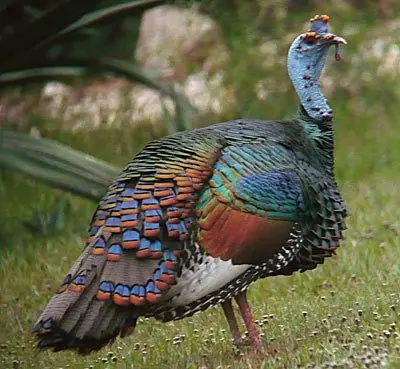 Rare Live Ocellated Turkeys for Sale