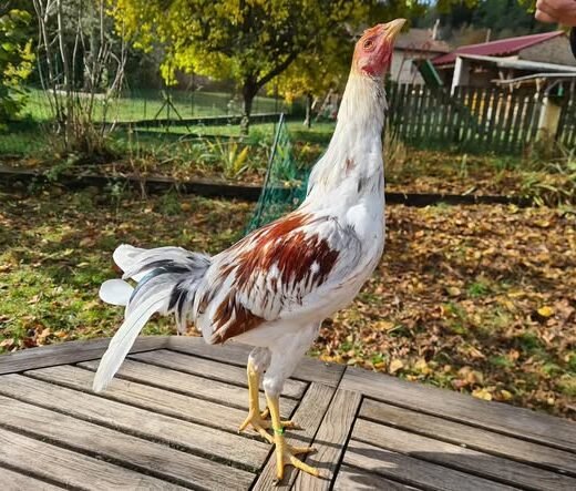 Pure Spanish brood stags for sale