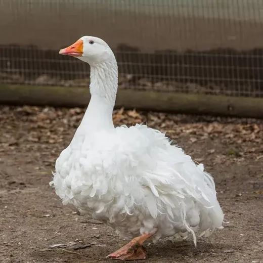 14-Month-Old Sebastopol Gander for Sale