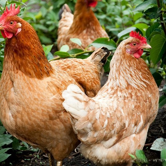 red star chickens for sale