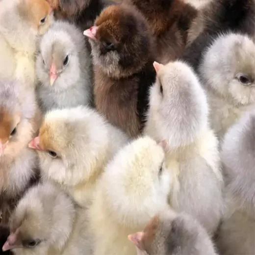 Easter Egger bantam baby chicks for sale