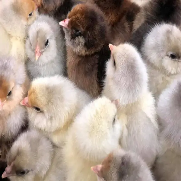 Easter Egger bantam baby chicks for sale