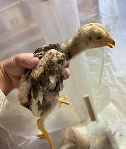 2 weeks old Thai gamefowl chicks for sale