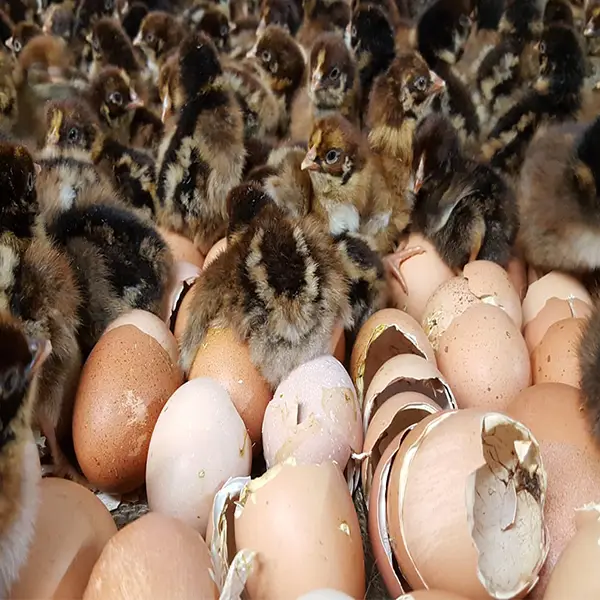 barnevelder day old chicks