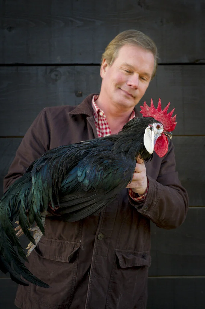 purebred White-Faced Black Spanish gamefowl roosters - Image 5