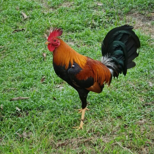 Duke Hulsey Lemon Gamefowl Stags For Sale