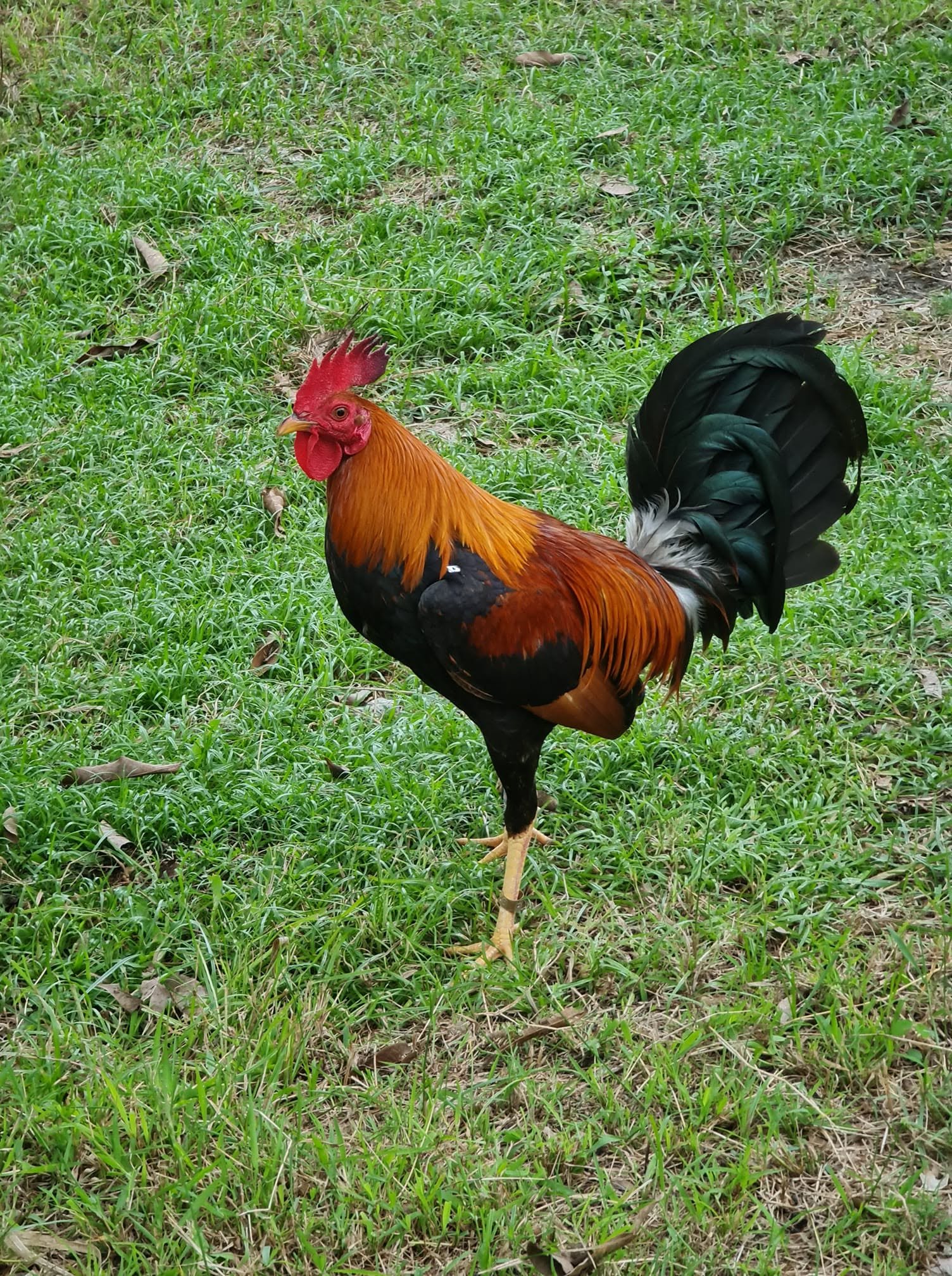 Duke Hulsey Lemon Gamefowl Stags For Sale