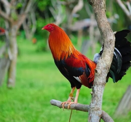 cowan roundhead roosters for sale