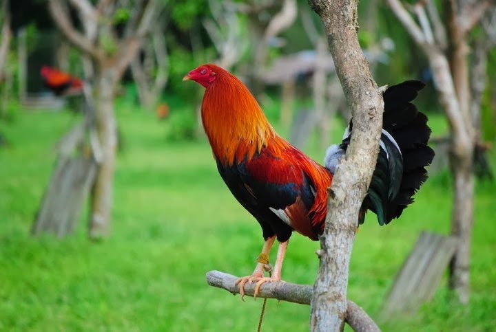 cowan roundhead roosters for sale