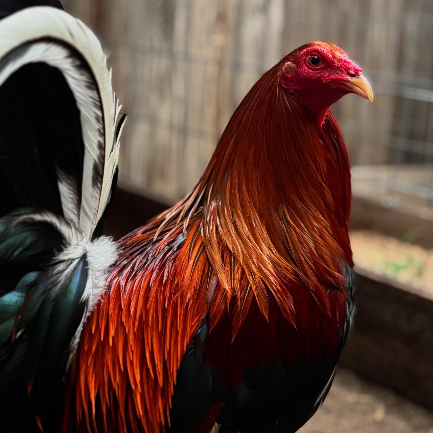 Bruce Barnett Kelso gamefowl for sale - Image 3