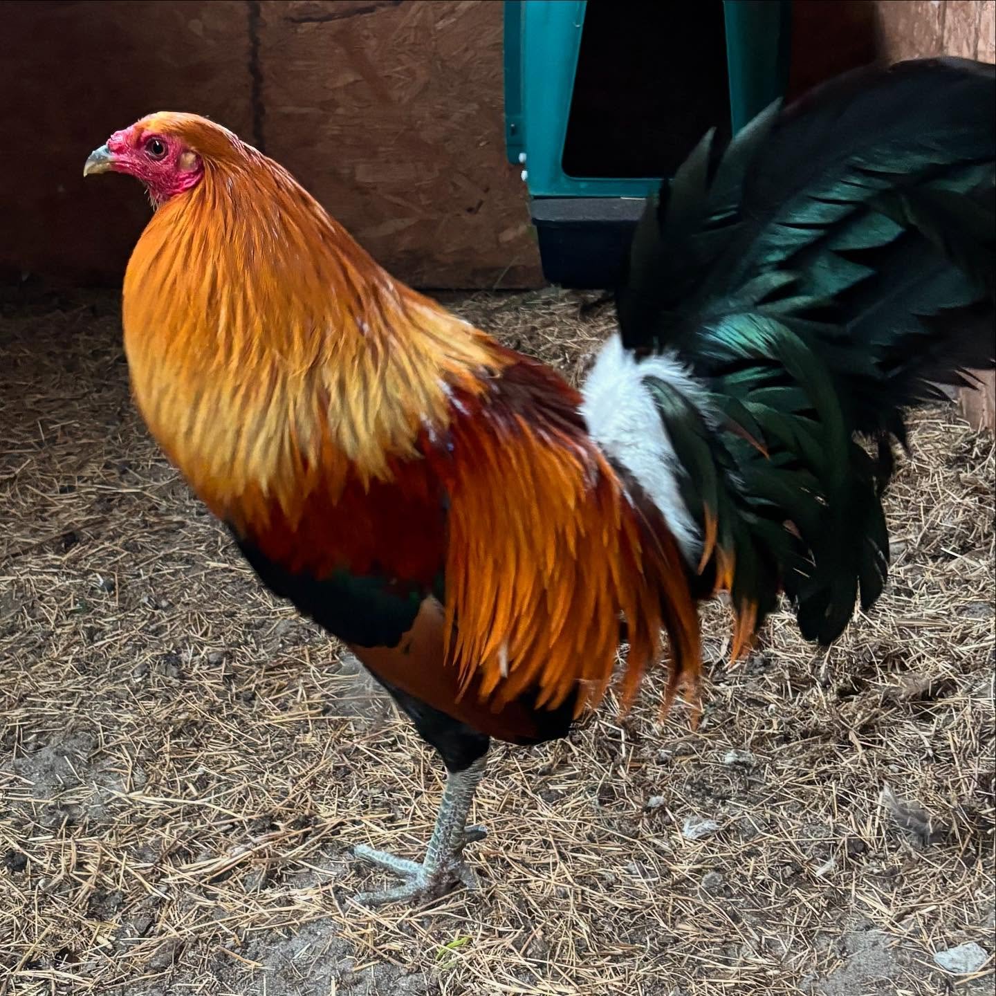 Buy purebred McLean Hatch gamefowl cocks