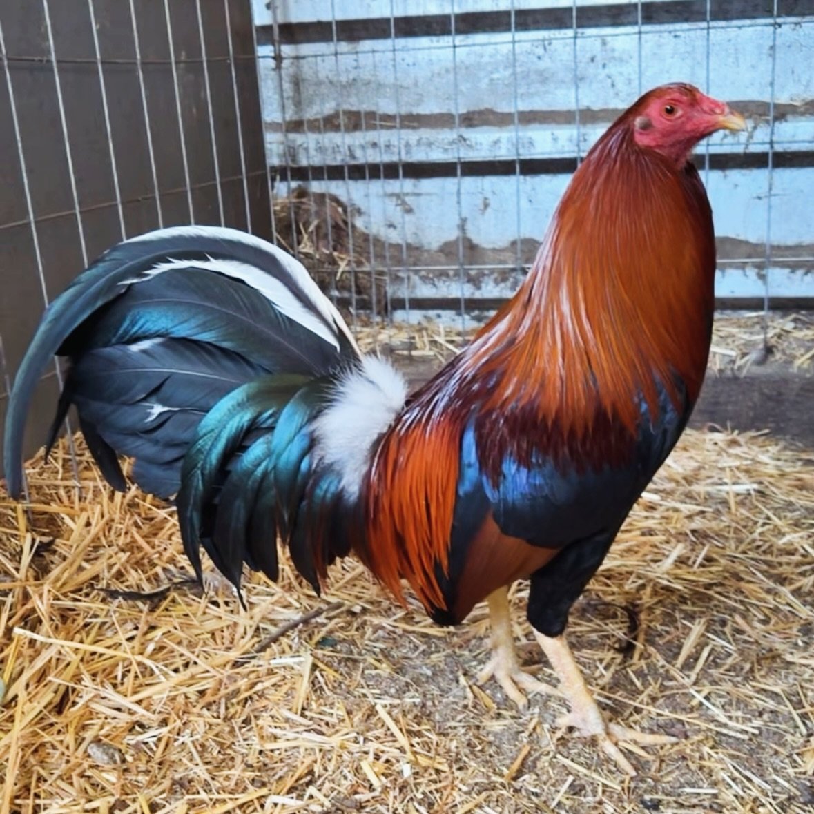 Cowan Yellow Legged Hatch gamefowl cocks