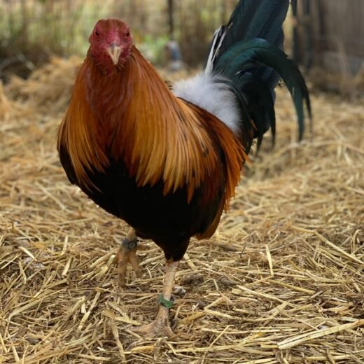 Original Double Right Sweater gamefowl