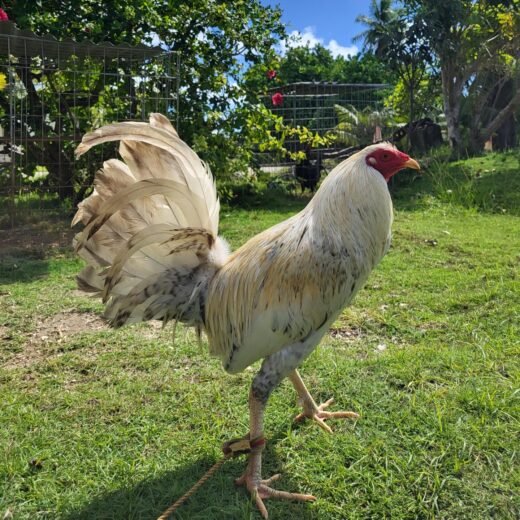 Buy purebred White Bulik gamefowl cocks online