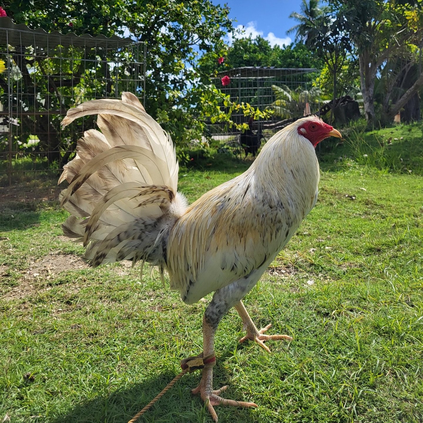 Buy purebred White Bulik gamefowl cocks online