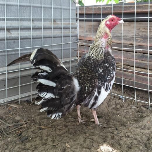 Purebred Bulik Henny Spanish Roosters For Sale