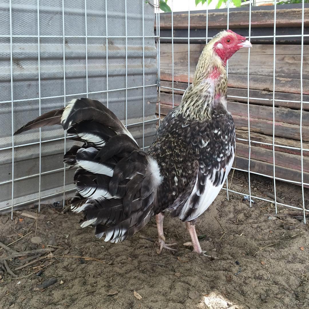 Purebred Bulik Henny Spanish Roosters For Sale