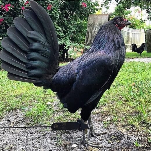 Black Hennie Gamefowl Stags For Sale