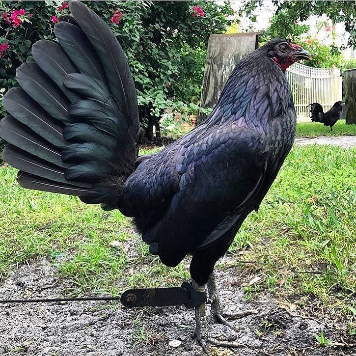Black Hennie Gamefowl Stags For Sale