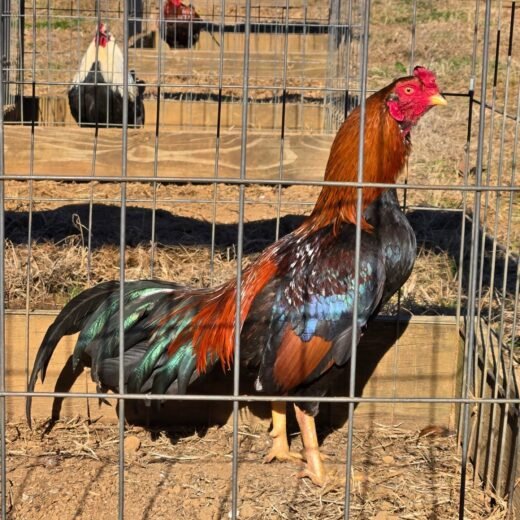 Buy purebred Bobby Boles Asil brood cocks
