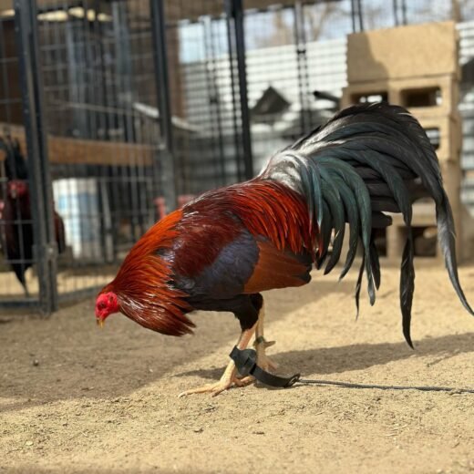 Buy purebred Chocolate Albany brood cocks